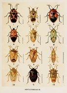 drawing of different types of beetles