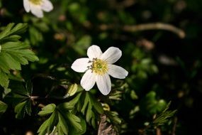 macro photo of white wood anemone flower