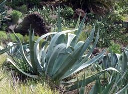 big agave cactus plant summer scenery