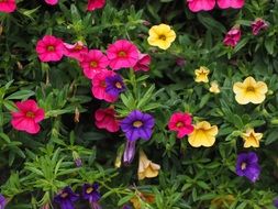 colorful petunia