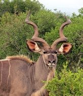 Cute male kudu antelope among the plants in wild in South Africa