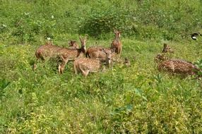 Cute, colorful and beautiful spotted deers herd among the colorful plants in wild