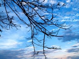 branches silhouettes in sky