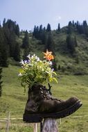 a bouquet of flowers in a boot
