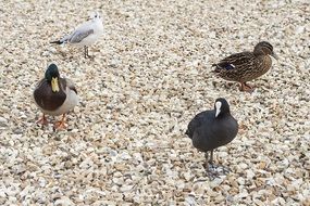 four different ducks