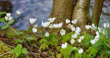 wood anemone