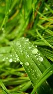 macro photo of green grasses with raindrops