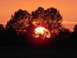 red sun behind dark trees