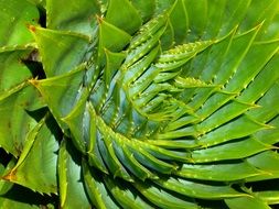 green aloe