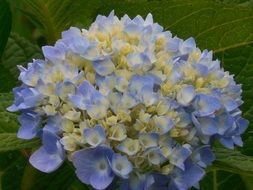 blue hydrangea flowers on a dark background