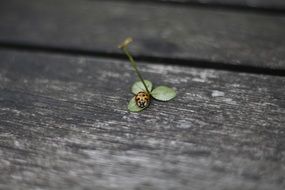 ladybug on four-leaf clover