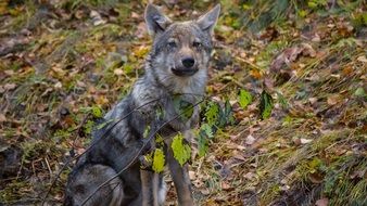 gray wolf in the autumn forest