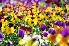 garden of pansy flower in bloom