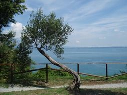 olive tree landscape on a sunny day