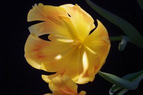 yellow opened tulip