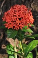 Small red flowers in the garden