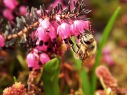 beautiful and delightful spring flowers