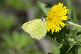 moth on dandelion close up