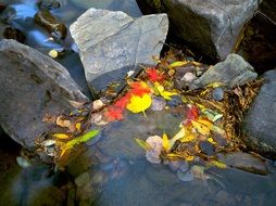 yellow leaves among stones