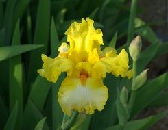 very beautiful iris yellow blossom