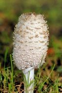 white comatus mushroom macro photo