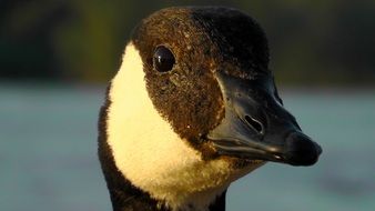 striped duck with a brown beak