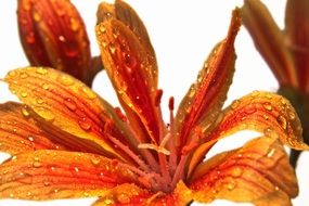 a flower in bloom with rain drops