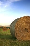 Bales of straw on the field