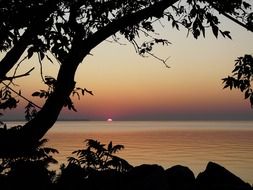 Silhouette of a tree against the backdrop of a sunset on the horizon