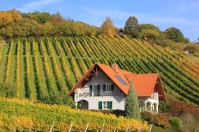 landscape of house on the vineyard