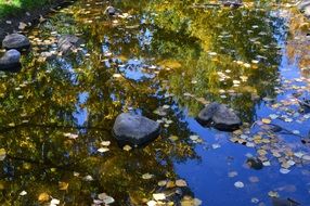 Beautiful trees reflections in the water with leaves