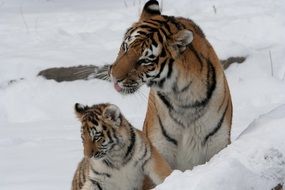 Tigers are big cats in the snow