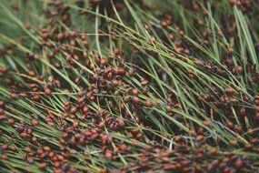 ladybird bugs on green grass