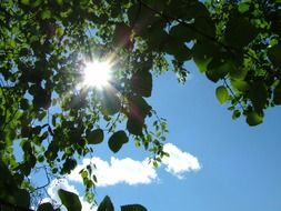 The bright sun on the blue sky behind the green branches of a tree