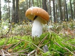 yellow russula on the lawn