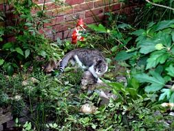cat in the garden