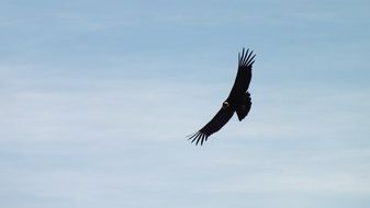 Flying eagle under the sky