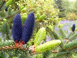 purple and green bumps on the branch
