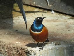 superb starling in the wild