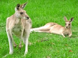 Two kangaroos in the reserve in Australia