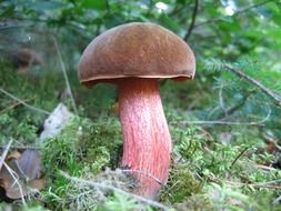 closeup photo of breathtaking mushroom in forest