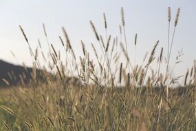 green summer grass on a field close-up