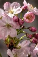 delicate flowering bush in the garden