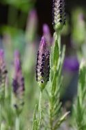 lavender buds