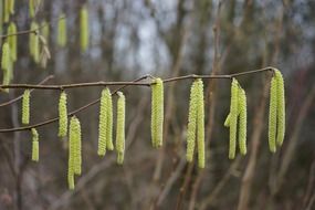 green common hazel inflorescences