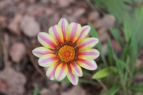 beautiful colorful flower bud