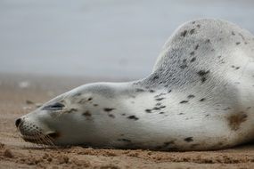 white harbor seal common on a beach