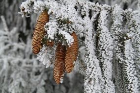 cones on a pine tree in the snow