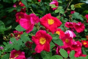 tea rose flower in the garden