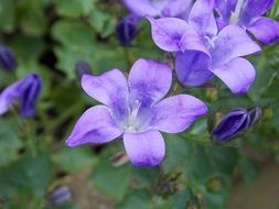 spring purple bellflower